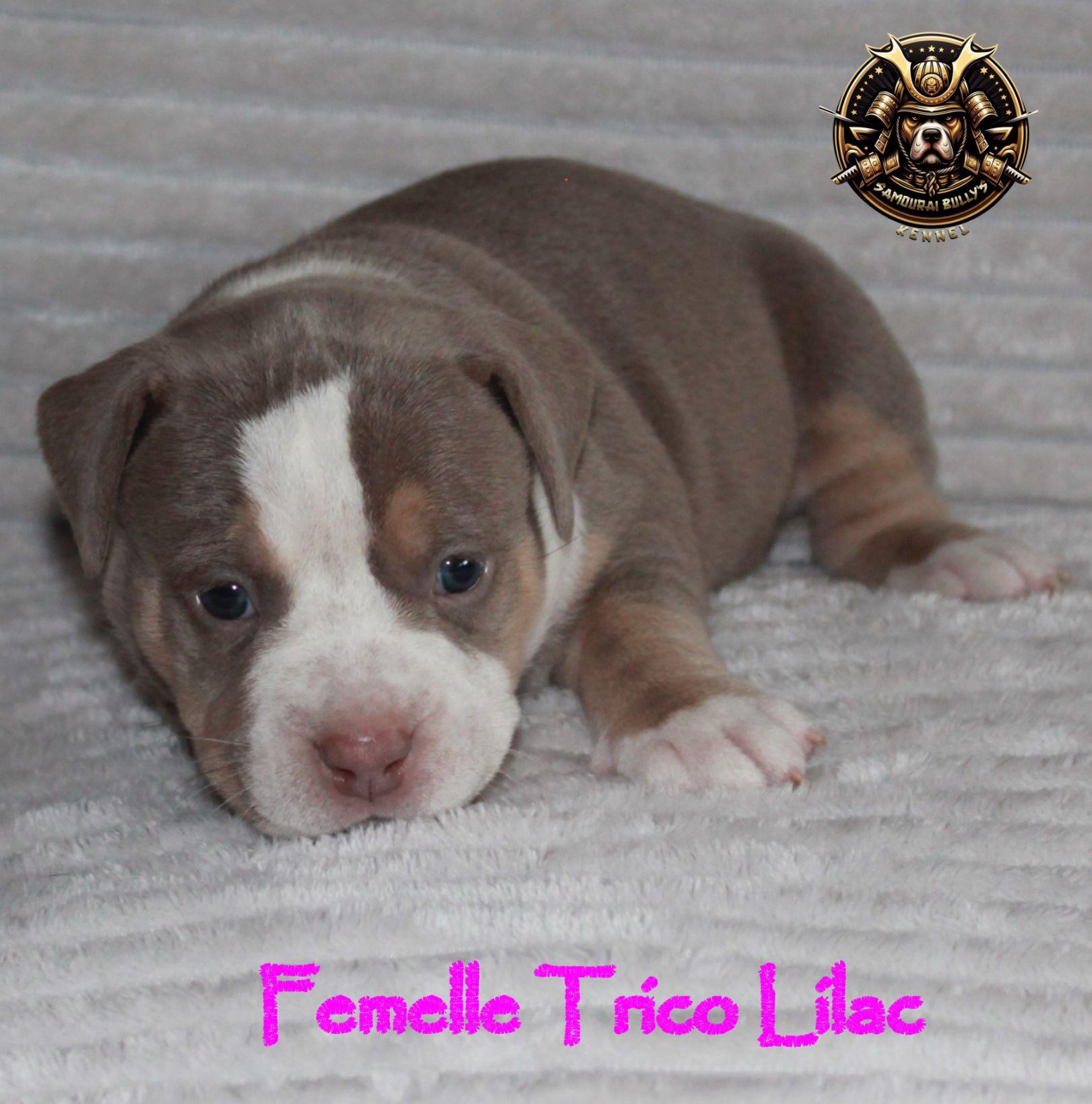 Femelle trico lilac