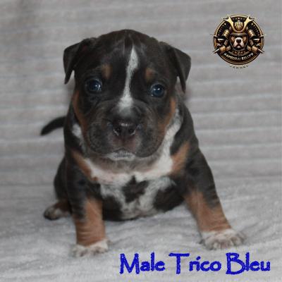 Male trico bleu 1