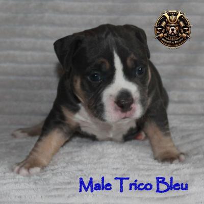 Male trico bleu 2