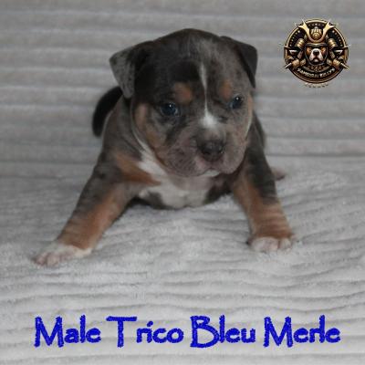 Male trico bleu merle