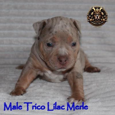 Male trico lilac merle 1